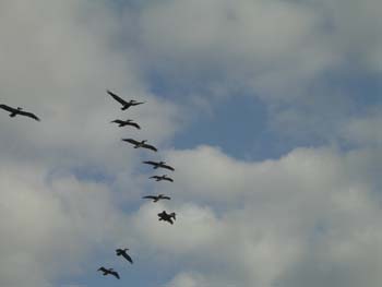 flying pelicans
