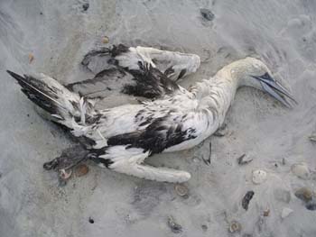 dead gannet
