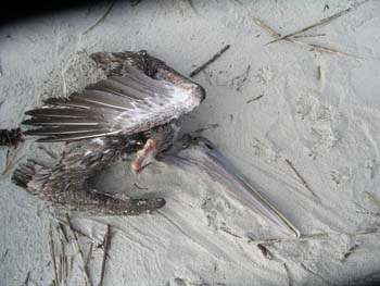 dead pelican
