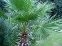washington palm