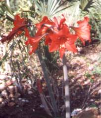 amaryllis