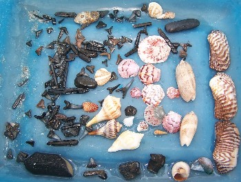 beach finds